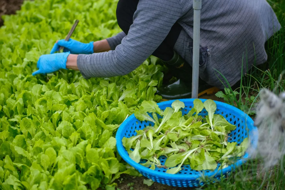 Giỏ trái cây chín mọng