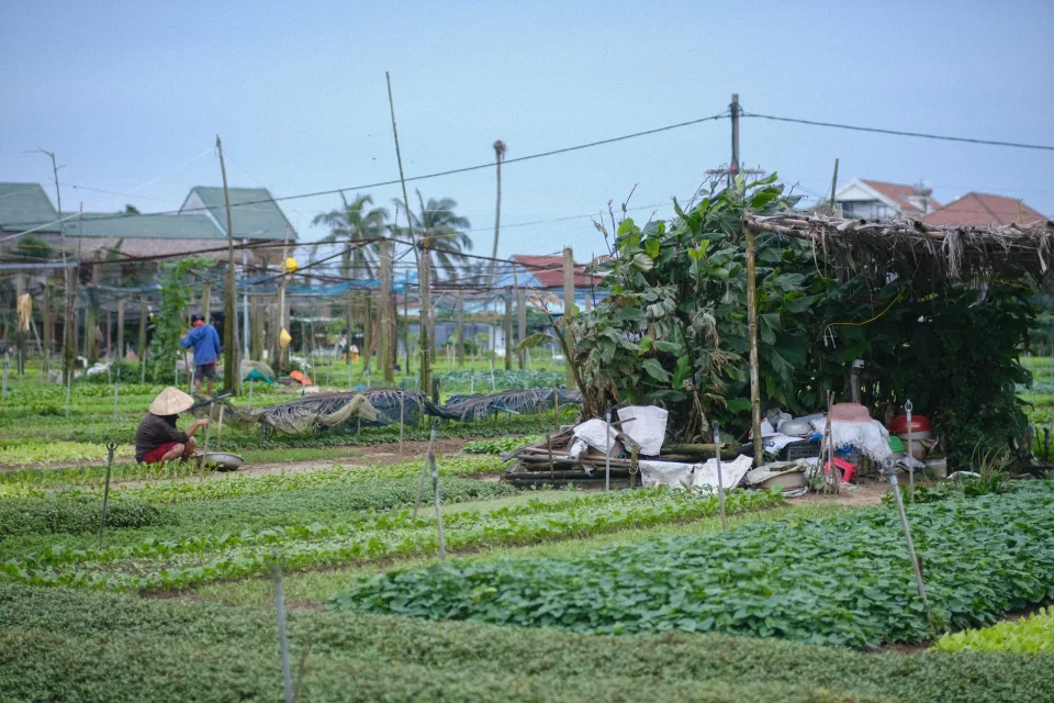 Mẻ rau củ vừa thu hoạch