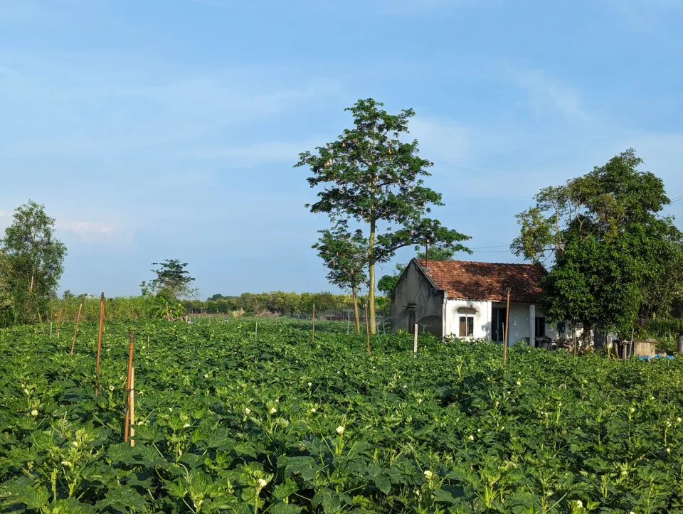 Buồng chuối chín treo tại vườn